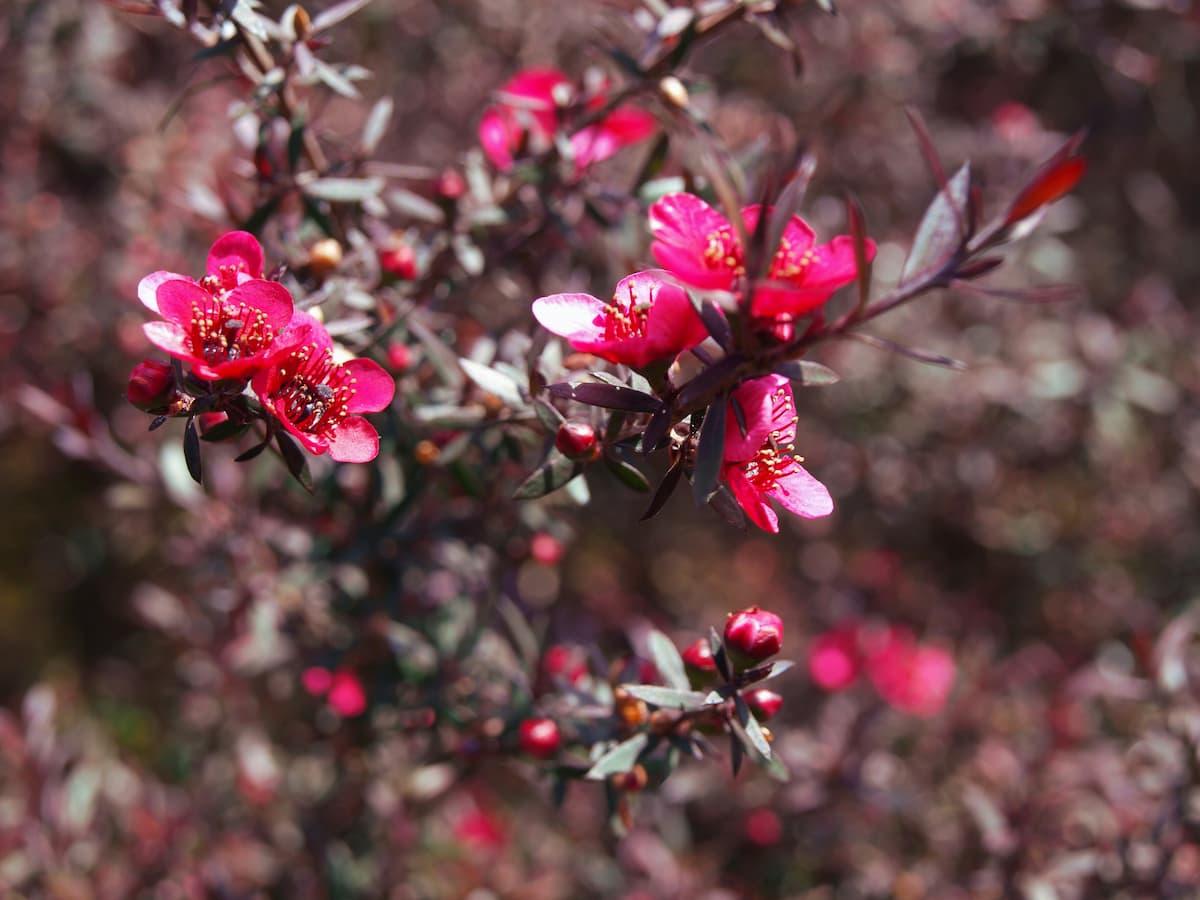 10 Drought-Resistant Native Plants Perfect for Sydney Gardens
