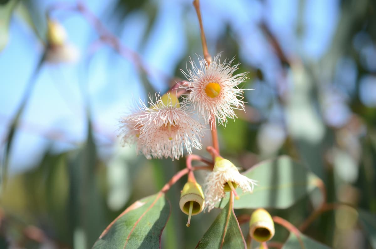 Seasonal Maintenance Tips for Your Native Plant Garden
