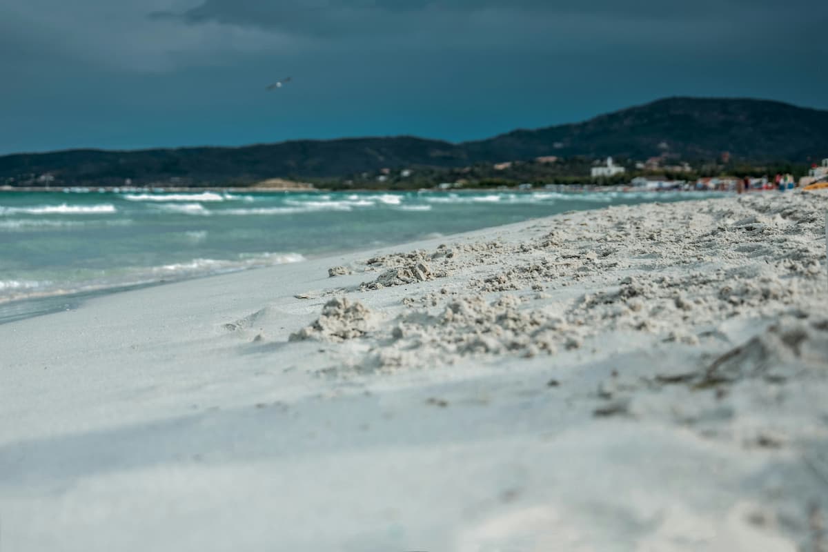 Coastal Gardening with Natives: Salt-Tolerant Plants for Sydney’s Eastern Suburbs