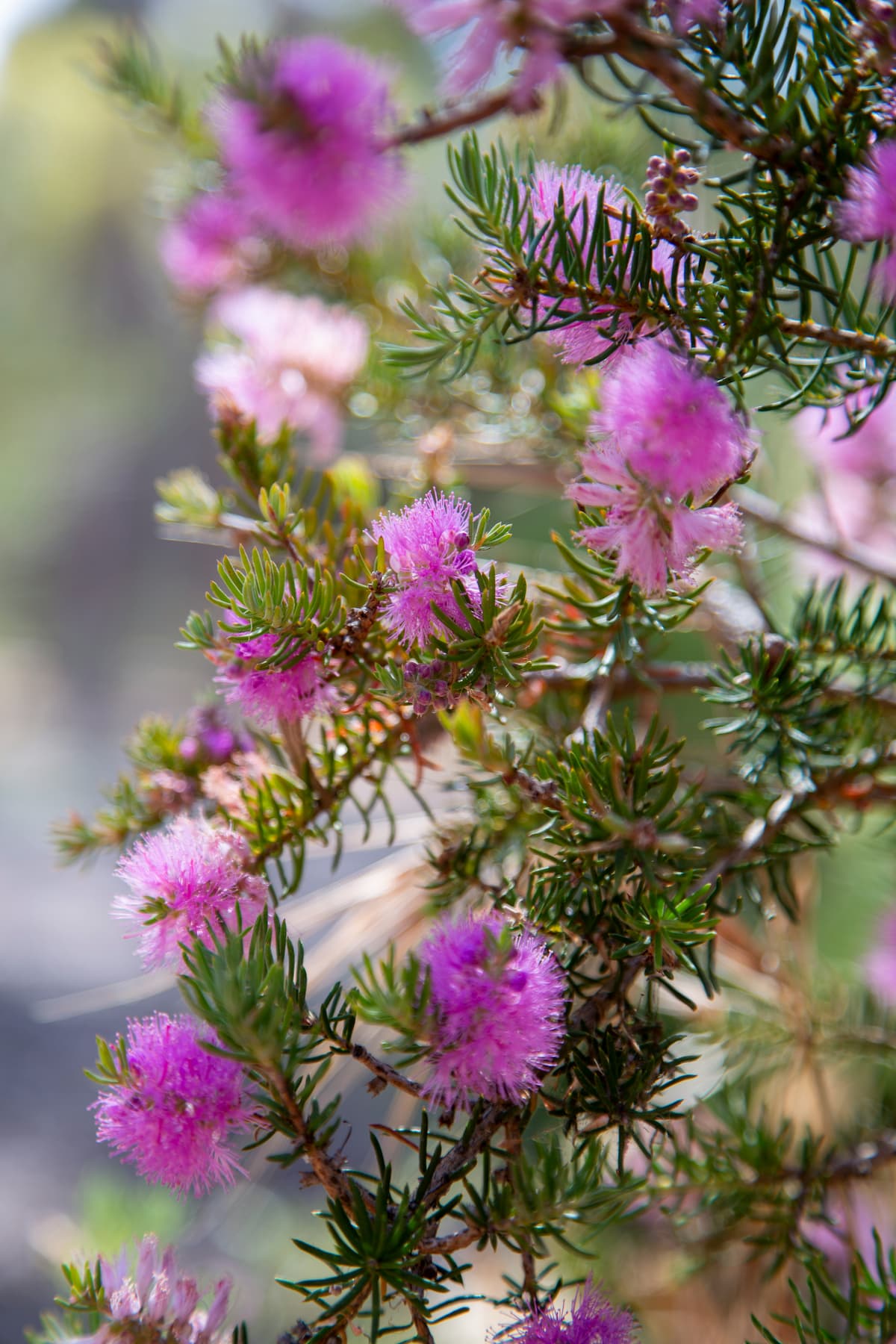 The Beauty of Australian Natives: Design Ideas for Your Garden