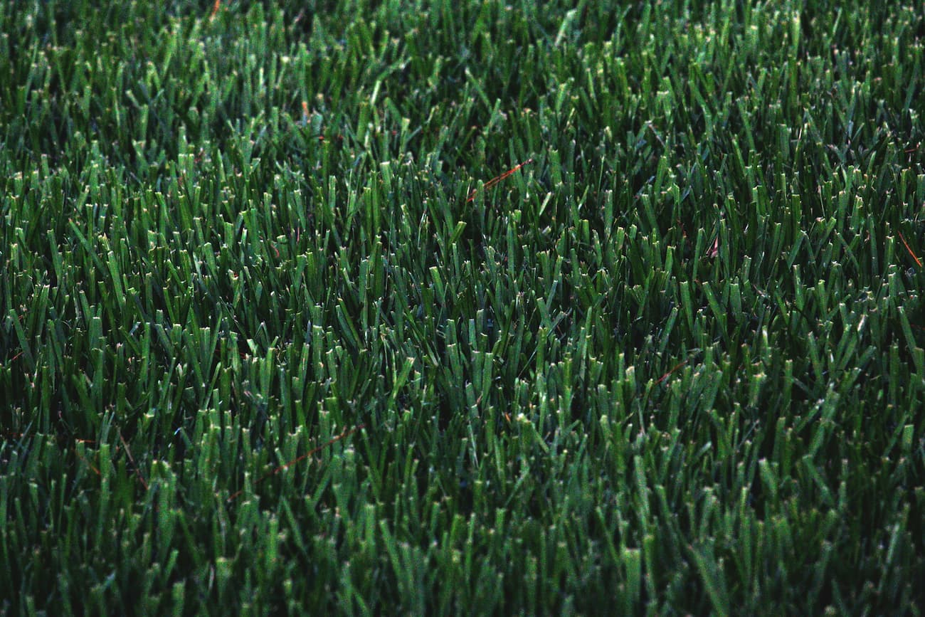 From Lawn to Designer Oasis: A Sydney Transformation Story